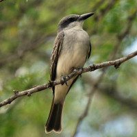 Grey Kingbird